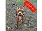 Adopt Zara a Red/Golden/Orange/Chestnut - with White Rat Terrier / Miniature