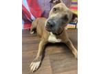 Adopt Eli a Brindle - with White Pit Bull Terrier dog in Opelousas