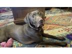Adopt Ella Mae Roo a Brown/Chocolate Weimaraner / Labrador Retriever / Mixed dog