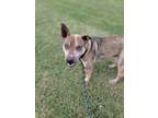 Adopt Trigg a Tan/Yellow/Fawn - with Black Shar Pei / Catahoula Leopard Dog dog