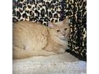 Adopt Aurora a Tan or Fawn Tabby Domestic Longhair (long coat) cat in