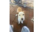 Adopt Skye a Tan/Yellow/Fawn - with White Catahoula Leopard Dog / Mixed dog in