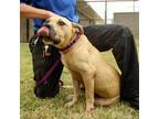 Adopt Jax a Tan/Yellow/Fawn - with White Pit Bull Terrier / Mixed Breed (Medium)