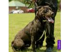 Adopt Max a Black - with White Boxer / Labrador Retriever / Mixed dog in