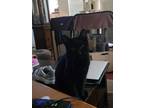 Adopt Willis a All Black Bombay (short coat) cat in Palmdale, CA (39920731)