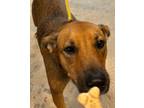 Adopt Cricket a Tan/Yellow/Fawn - with Black Vizsla / Manchester Terrier dog in