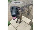 Adopt Petunia a Brindle Plott Hound / Mixed Breed (Medium) / Mixed dog in