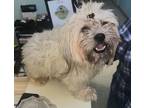 Adopt Saturn a White Shih Tzu / Mixed dog in Greensboro, MD (39702390)