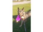 Adopt STORMY a Gray/Silver/Salt & Pepper - with Black German Shepherd Dog /