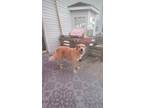 Adopt SUNNY a Tan/Yellow/Fawn Golden Retriever / Great Pyrenees / Mixed dog in