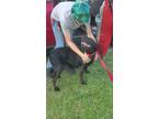 Adopt GRACIE a Black Labrador Retriever / Hound (Unknown Type) / Mixed dog in