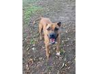 Adopt Poe a Tan/Yellow/Fawn Boxer / Mixed Breed (Medium) / Mixed (short coat)