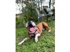 Adopt Ian a White - with Red, Golden, Orange or Chestnut American Pit Bull