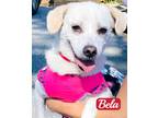 Adopt Bela a White - with Tan, Yellow or Fawn Labradoodle / Mixed dog in Van