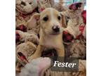 Adopt Fester a Tan/Yellow/Fawn Staffordshire Bull Terrier / Mixed dog in