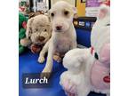 Adopt Lurch a White - with Tan, Yellow or Fawn Staffordshire Bull Terrier /