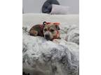 Adopt Missy a Brown/Chocolate - with White American Pit Bull Terrier / Mixed dog