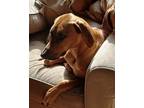 Adopt LEO a Red/Golden/Orange/Chestnut Black Mouth Cur / Rhodesian Ridgeback /
