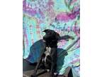 Adopt Ally a Black - with White Labrador Retriever / Mixed dog in Coarsegold