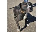 Adopt Kristoff a Black - with White Pit Bull Terrier / Mixed dog in Luttrell