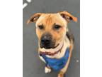 Adopt Tyson a Tan/Yellow/Fawn Mixed Breed (Small) / Mixed Breed (Medium) / Mixed