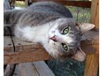 Adopt Crawford Mr. Personality! a Gray, Blue or Silver Tabby Domestic Shorthair