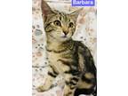 Adopt Barbara a Gray or Blue Domestic Shorthair / Mixed Breed (Medium) / Mixed