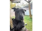 Adopt Magnum a Gray/Blue/Silver/Salt & Pepper American Pit Bull Terrier / Mixed