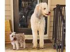 Adopt Roxanne a White - with Tan, Yellow or Fawn Poodle (Standard) / Mixed dog