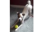 Adopt Sammy in Davenport a White - with Brown or Chocolate Jack Russell Terrier