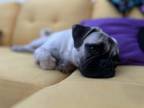 Adopt Miss Piggy a Tan/Yellow/Fawn - with Black Pug / Mixed dog in San