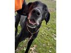Adopt Bear a Black Great Dane / Mixed Breed (Medium) / Mixed (short coat) dog in