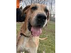 Adopt Scooby a Brown/Chocolate Great Dane / Mixed Breed (Medium) / Mixed (short