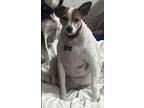 Adopt Spot in Houston a White - with Tan, Yellow or Fawn Jack Russell Terrier /