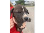 Adopt Johnny (M&M) a Black - with White Shar Pei / Mixed Breed (Medium) dog in