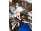Adopt Abigail (Goofy and Affectionate) - $70 a Black & White or Tuxedo Domestic