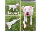 Adopt Hondura a White American Pit Bull Terrier / Mixed Breed (Medium) / Mixed