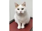 Adopt Carmella a Orange or Red Domestic Mediumhair (medium coat) cat in Anna