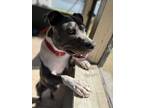 Adopt Mink a Black - with Gray or Silver Staffordshire Bull Terrier / American