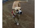 Adopt Baby a Tan/Yellow/Fawn - with White Labrador Retriever / Australian