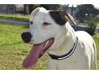 Adopt Rabbit a White - with Black English Pointer / American Pit Bull Terrier /