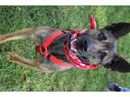 Adopt Deya a Black - with Tan, Yellow or Fawn Belgian Malinois / Dutch Shepherd