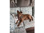 Adopt Julia Rossolini a Red/Golden/Orange/Chestnut Mixed Breed (Large) / Mixed