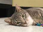 Adopt Josie a Gray, Blue or Silver Tabby Domestic Shorthair (short coat) cat in