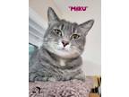 Adopt Miku a Gray, Blue or Silver Tabby Domestic Shorthair (short coat) cat in