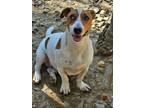 Adopt Tate a White - with Brown or Chocolate Jack Russell Terrier / Dachshund /