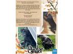 Adopt CINDER a Black Labrador Retriever / Mixed dog in Ogden, UT (39905746)