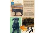 Adopt ASH a Black Labrador Retriever / Mixed dog in Ogden, UT (39905710)