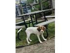 Adopt Jack in Cincinnati, Ohio a White - with Brown or Chocolate Jack Russell