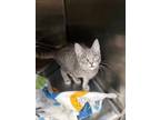 Adopt Dory a Gray or Blue Domestic Shorthair / Mixed Breed (Medium) / Mixed